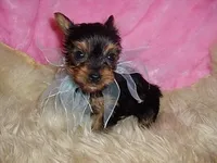 CAMPER, a male Yorkshire Terrier for sale in Jackson, MS – 2 of 3