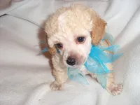 SMOKY, a male Poodle - Toy  for sale in Jackson, MS – 3 of 3
