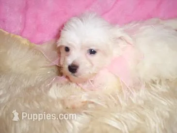 FLUFFY – Maltipoo puppy for sale in Jackson, MS