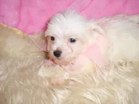 FLUFFY, a female Maltipoo for sale in Jackson, MS – 1 of 3