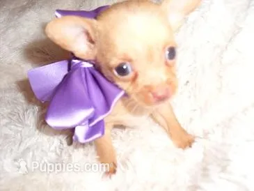 LUCILLE – Chihuahua puppy for sale in Jackson, MS