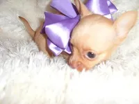 LUCILLE, a female Chihuahua for sale in Jackson, MS – 3 of 3