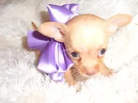 LUCILLE, a female Chihuahua for sale in Jackson, MS – 2 of 3