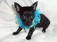 RADAR, a male Chihuahua for sale in Jackson, MS – 2 of 3