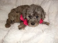 OODLE HER, a female Schnoodle for sale in Jackson, MS – 2 of 3
