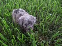 OODLE HER, a female Schnoodle for sale in Jackson, MS – 3 of 3