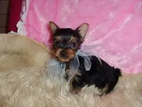 CAMPER, a male Yorkshire Terrier for sale in Jackson, MS – 3 of 3