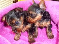 TINY JACK, a male Yorkshire Terrier for sale in Jackson, MS – Photo 2 of 4