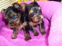 TINY JACK, a male Yorkshire Terrier for sale in Jackson, MS – Photo 3 of 4