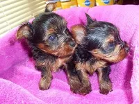 TINY JACK, a male Yorkshire Terrier for sale in Jackson, MS – Photo 4 of 4