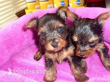 TINY JACK – Yorkshire Terrier puppy for sale in Jackson, MS