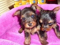 TINY JACK, a male Yorkshire Terrier for sale in Jackson, MS – Photo 1 of 4