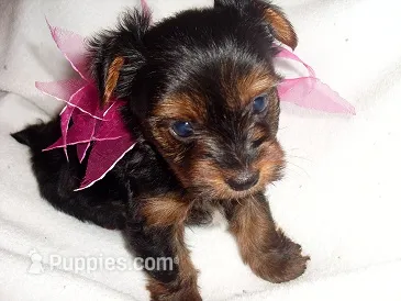 SASSY – Yorkshire Terrier puppy for sale in Jackson, MS