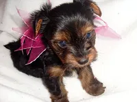 SASSY, a female Yorkshire Terrier for sale in Jackson, MS – 1 of 3