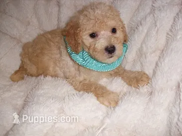 OODLE 1 – Schnoodle puppy for sale in Jackson, MS