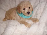 OODLE 1, a male Schnoodle for sale in Jackson, MS – 1 of 3