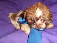 ACE, a male Shih Tzu for sale in Jackson, MS – 3 of 3