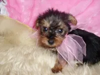 ANGEL, a female Yorkshire Terrier for sale in Jackson, MS – 2 of 3