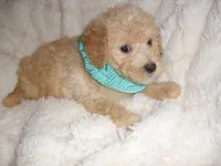 OODLE 1, a male Schnoodle for sale in Jackson, MS – 2 of 3