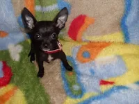 molly, a female Chihuahua for sale in Jackson, MS – 3 of 4