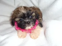 SASSY, a female Shorkie for sale in Jackson, MS – 2 of 2