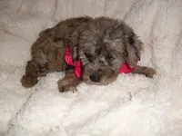 OODLE HER, a female Schnoodle for sale in Jackson, MS – 1 of 3