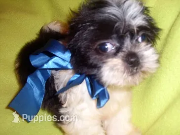 JAZZ – Shih Tzu puppy for sale in Jackson, MS