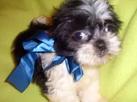 JAZZ, a male Shih Tzu for sale in Jackson, MS – 1 of 3