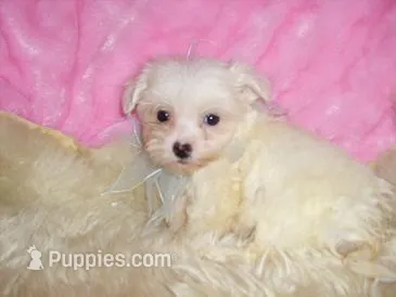 CASPER – Maltipoo puppy for sale in Jackson, MS