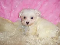 CASPER, a male Maltipoo for sale in Jackson, MS – 1 of 4