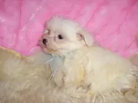CASPER, a male Maltipoo for sale in Jackson, MS – 3 of 4