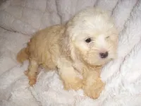 FLUFFY, a female Maltipoo for sale in Jackson, MS – 3 of 5
