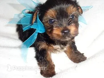 TEDDY – Yorkshire Terrier puppy for sale in Jackson, MS