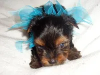 TEDDY, a male Yorkshire Terrier for sale in Jackson, MS – Photo 2 of 3