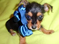 BUFF, a male Yorkipoo for sale in Jackson, MS – 2 of 3