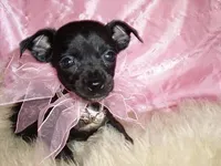 BABY NIGHT, a female Chihuahua for sale in Jackson, MS – Photo 1 of 4