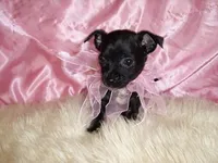 BABY NIGHT, a female Chihuahua for sale in Jackson, MS – Photo 2 of 4