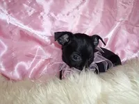 BABY NIGHT, a female Chihuahua for sale in Jackson, MS – Photo 4 of 4