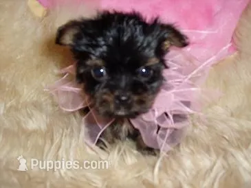 SHANA, a male Yorkshire Terrier for sale in Jackson, MS – Photo 1 of 3