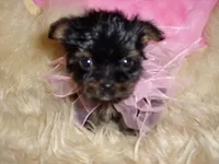 SHANA, a male Yorkshire Terrier for sale in Jackson, MS – Photo 1 of 3