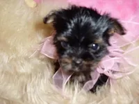 SHANA, a male Yorkshire Terrier for sale in Jackson, MS – Photo 2 of 3