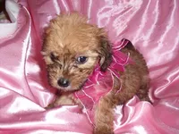 MILLY, a female Maltipoo for sale in Jackson, MS – 2 of 3