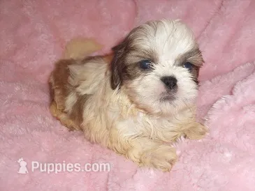 APACHE – Shih Tzu puppy for sale in Jackson, MS