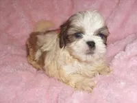 APACHE, a male Shih Tzu for sale in Jackson, MS – 1 of 4