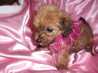 MILLY, a female Maltipoo for sale in Jackson, MS – 3 of 3