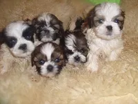 APACHE, a male Shih Tzu for sale in Jackson, MS – 2 of 4