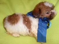 SCOOTER, a male Shih Tzu for sale in Jackson, MS – 3 of 3