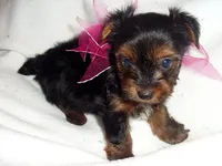 SASSY, a female Yorkshire Terrier for sale in Jackson, MS – 2 of 3