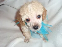 SMOKY, a male Poodle - Toy  for sale in Jackson, MS – 2 of 3