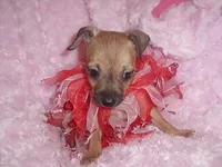 RADAR, a male Chihuahua for sale in Jackson, MS – Photo 2 of 3